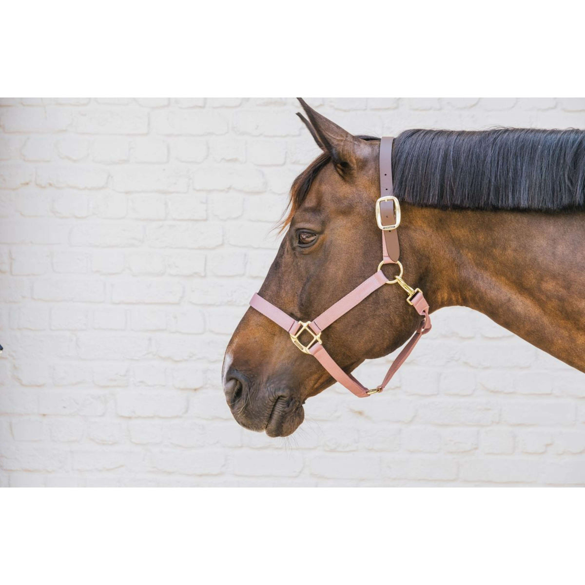 Kentucky Halfter Nylon Breakaway Altrosa