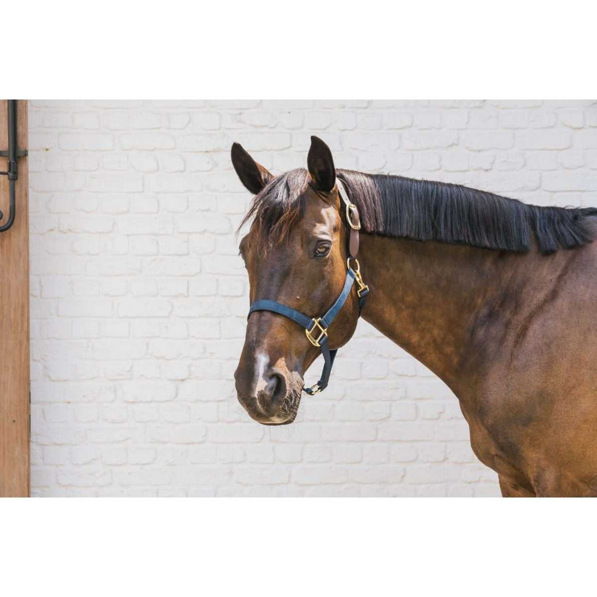 Kentucky Halfter Nylon Breakaway Navy