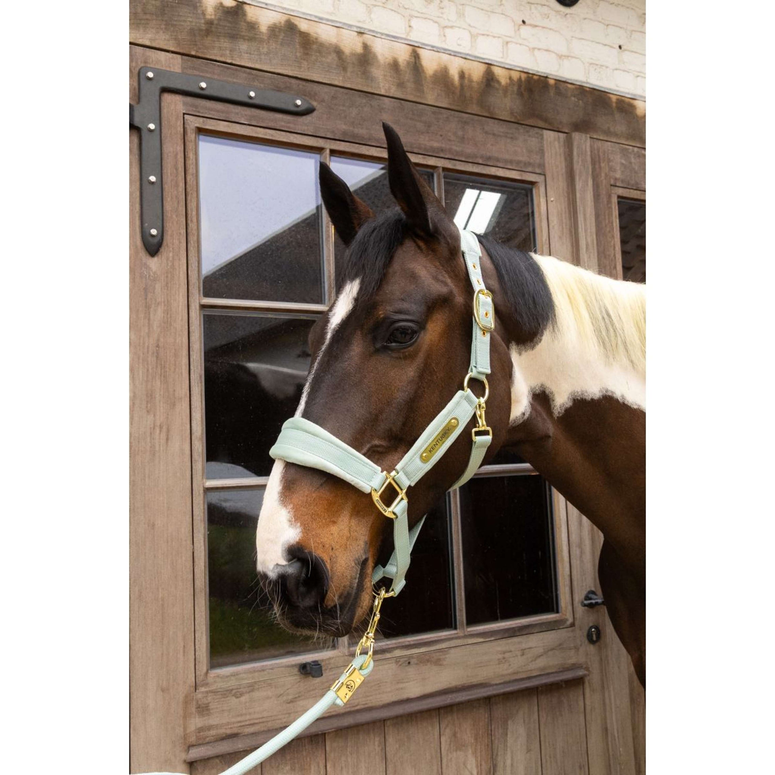 Kentucky Halfter Velvet Mint Kentucky Halfter Velvet Mint