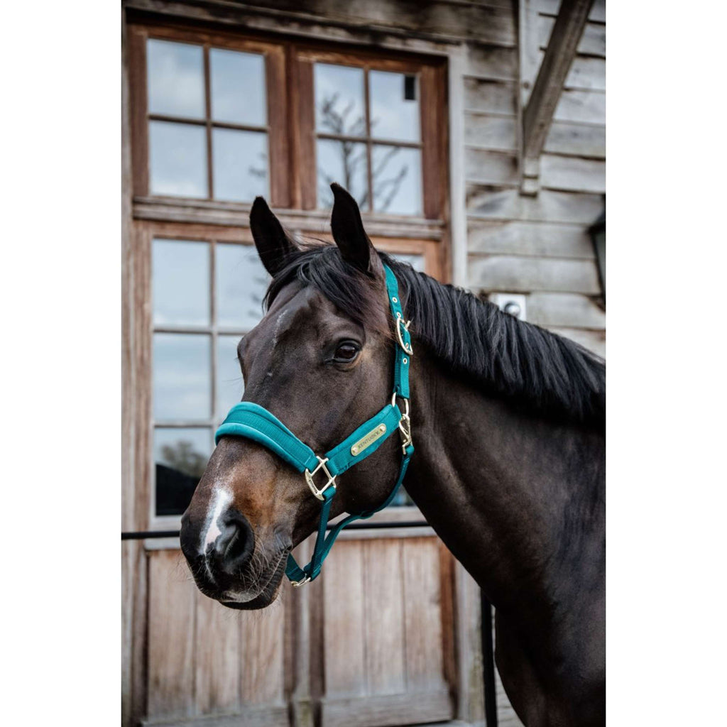 Kentucky Halfter Velvet Smaragdgrün
