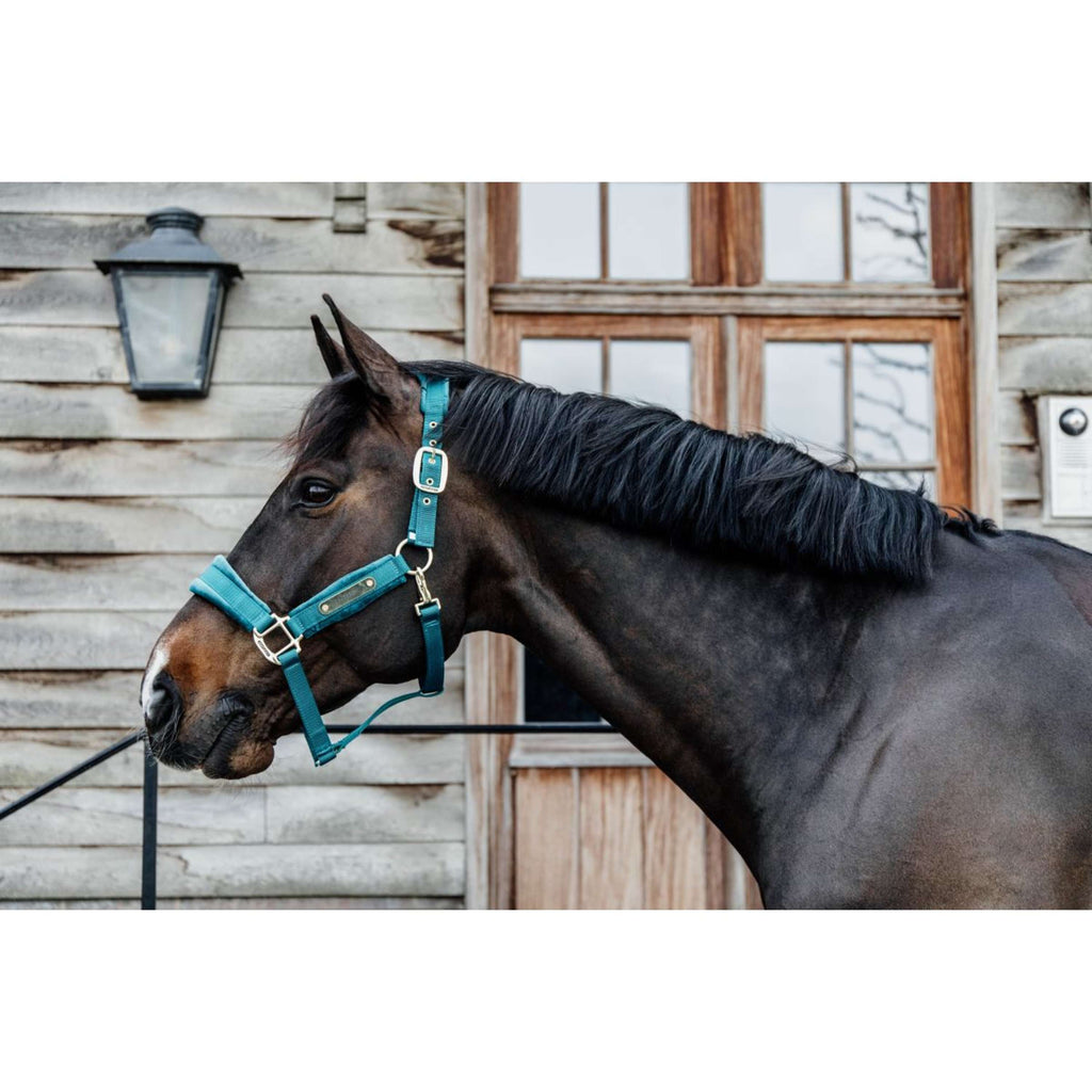 Kentucky Halfter Velvet Smaragdgrün