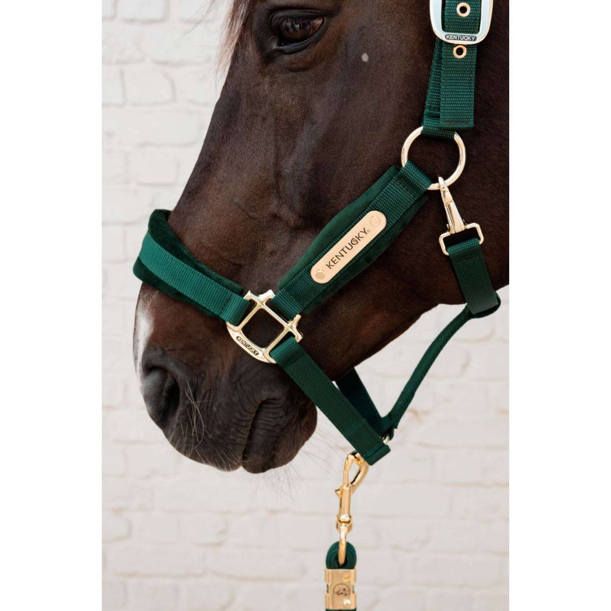 Kentucky Halfter Velvet Pine Green