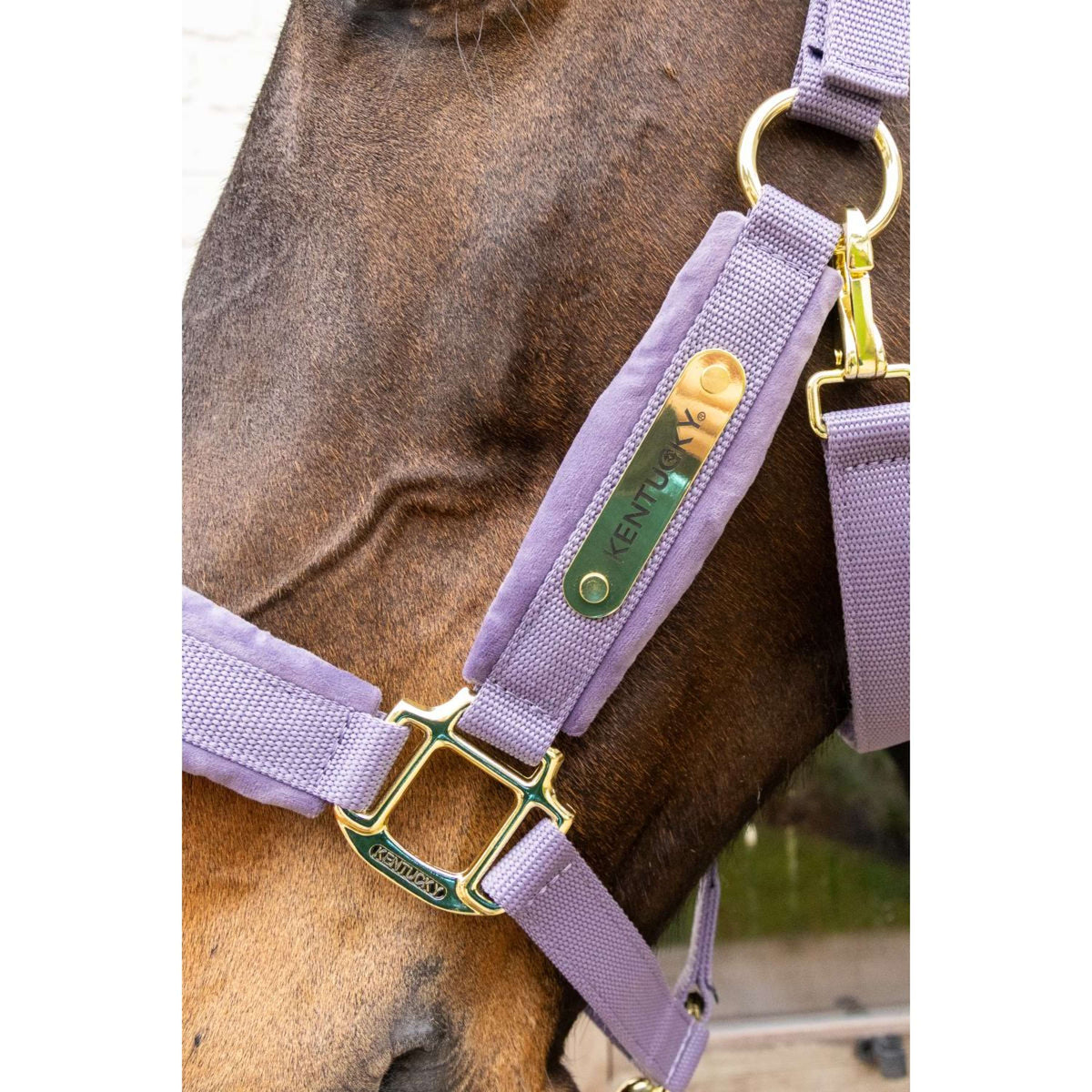 Kentucky Halfter Velvet Violett