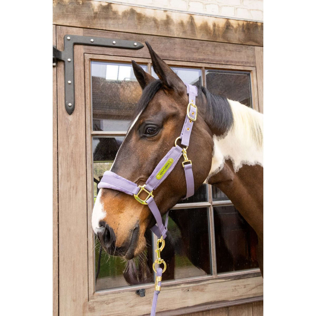 Kentucky Halfter Velvet Violett