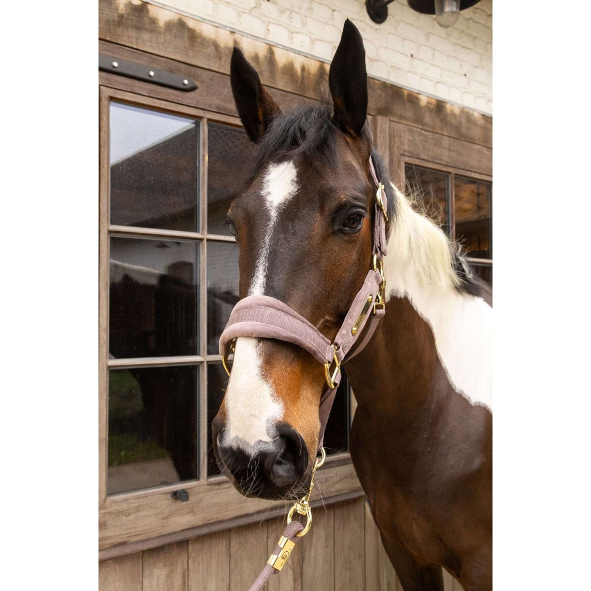 Kentucky Halfter Velvet Lila