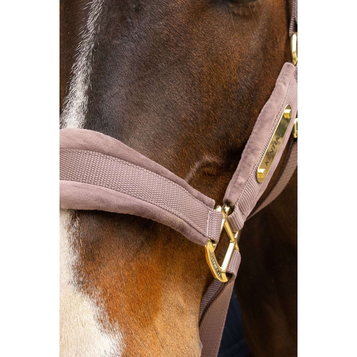 Kentucky Halfter Velvet Lila