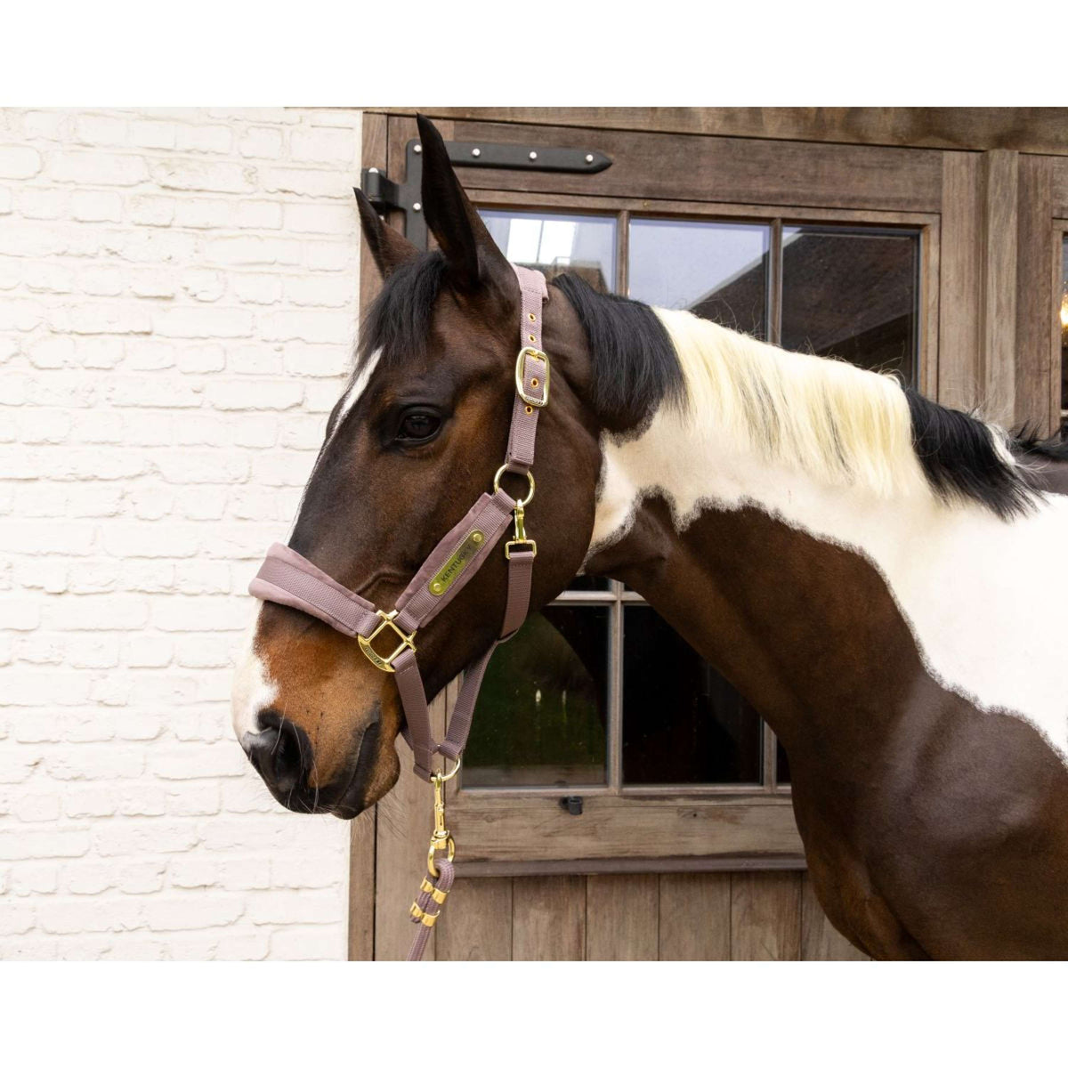 Kentucky Halfter Velvet Lila