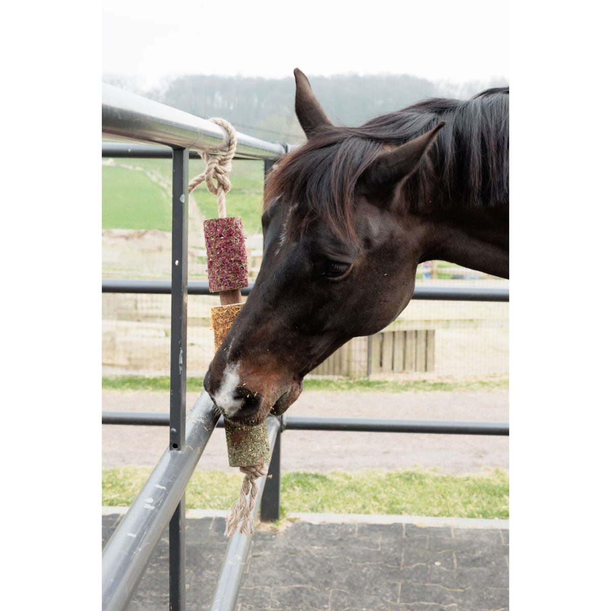 Grooming Deluxe by Kentucky Relax Horse Toy Wooden De-Stress