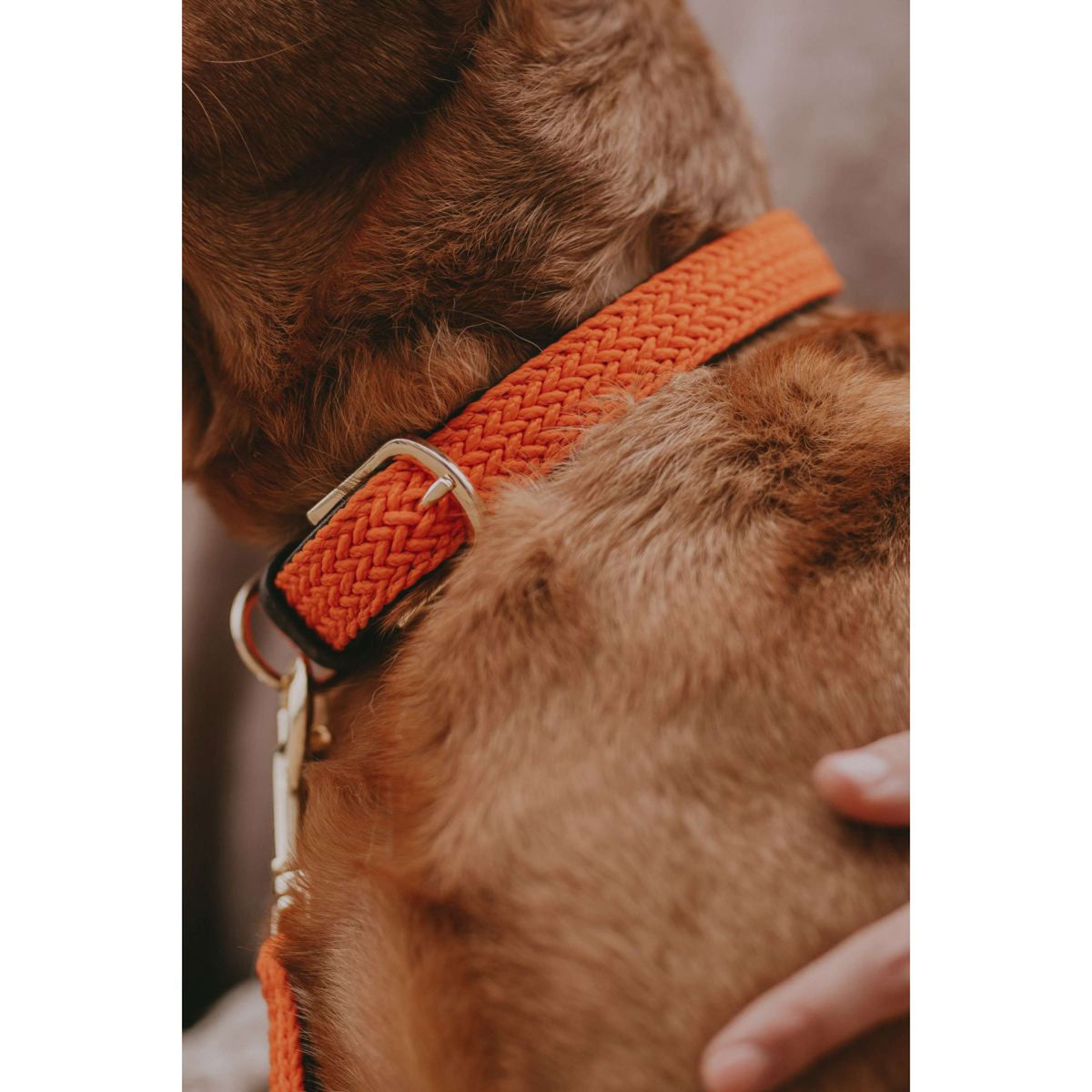 Kentucky Kragen Plaited Nylon Orange