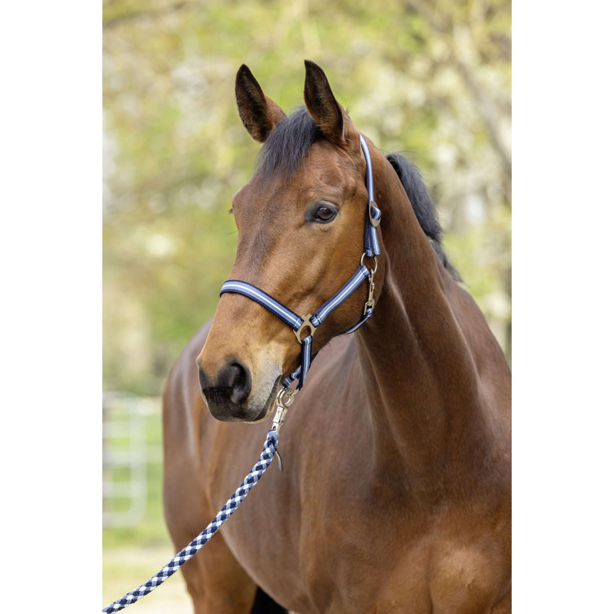 Covalliero Halfter SS26 Dark Navy/Smoked Blue