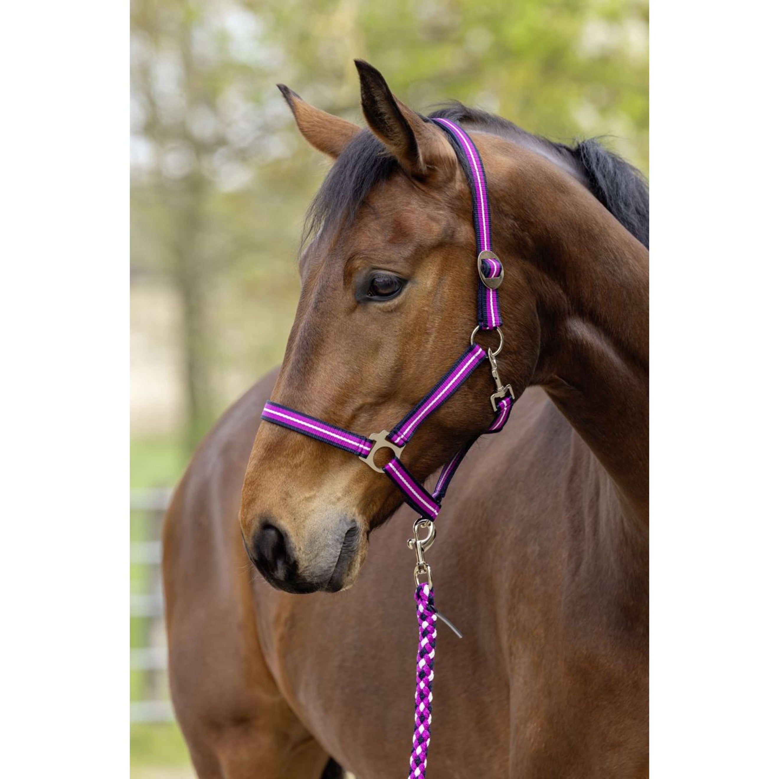 Covalliero Halfter SS26 Dark Navy/Light Berry