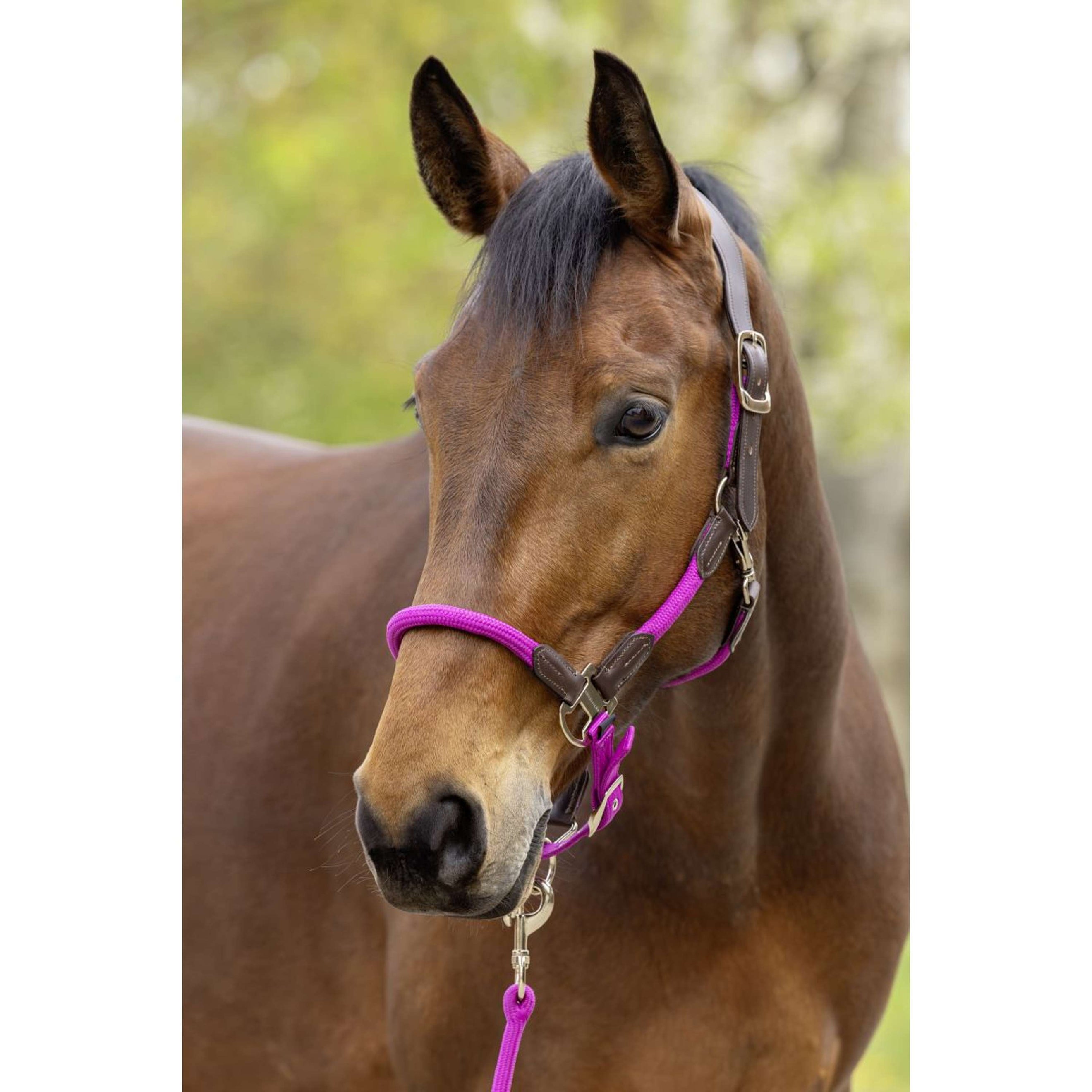 Covalliero Halfter SS26 Light Berry Covalliero Halfter SS26 Light Berry