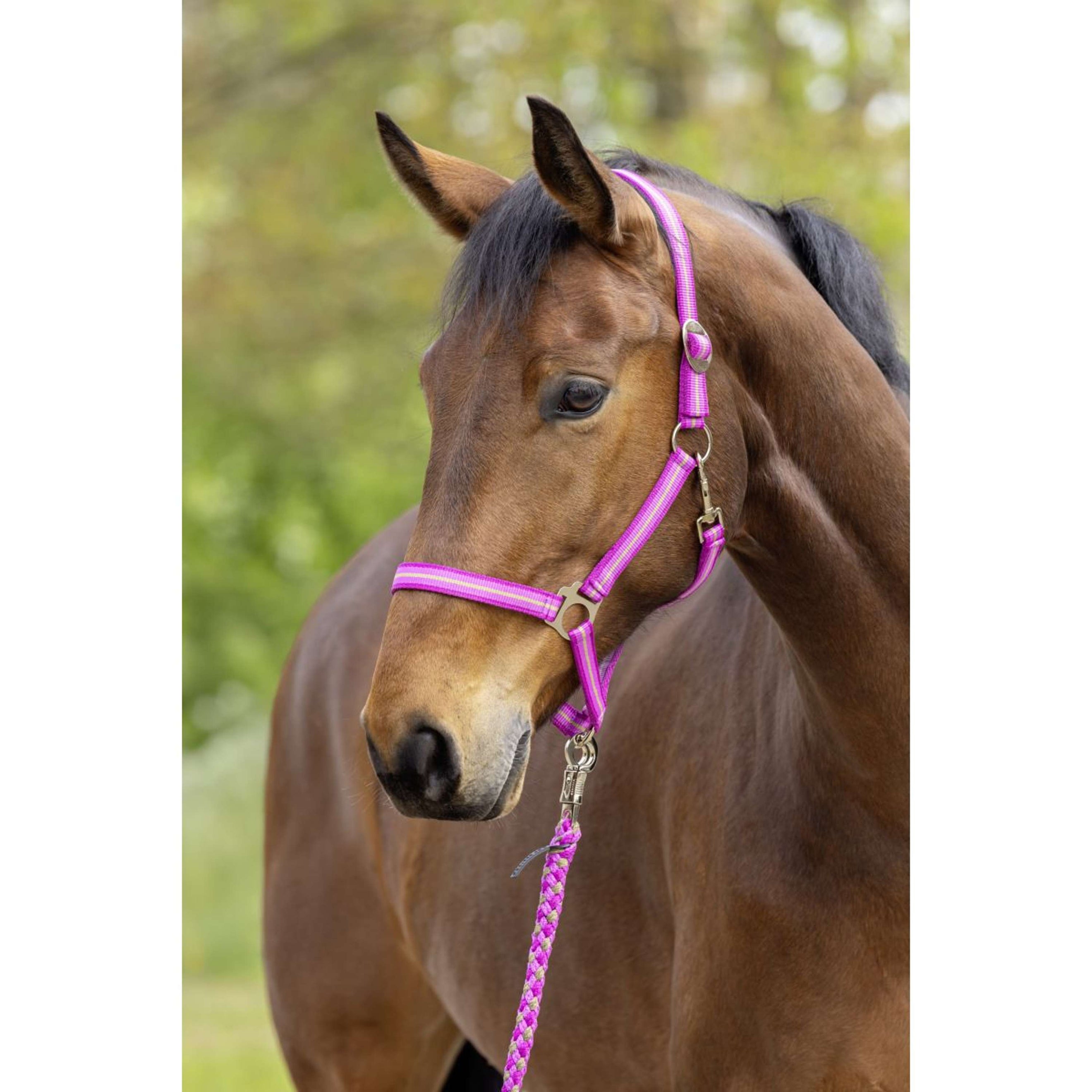 Covalliero Halfter SS26 Light Berry/Nuss Covalliero Halfter SS26 Light Berry/Nuss