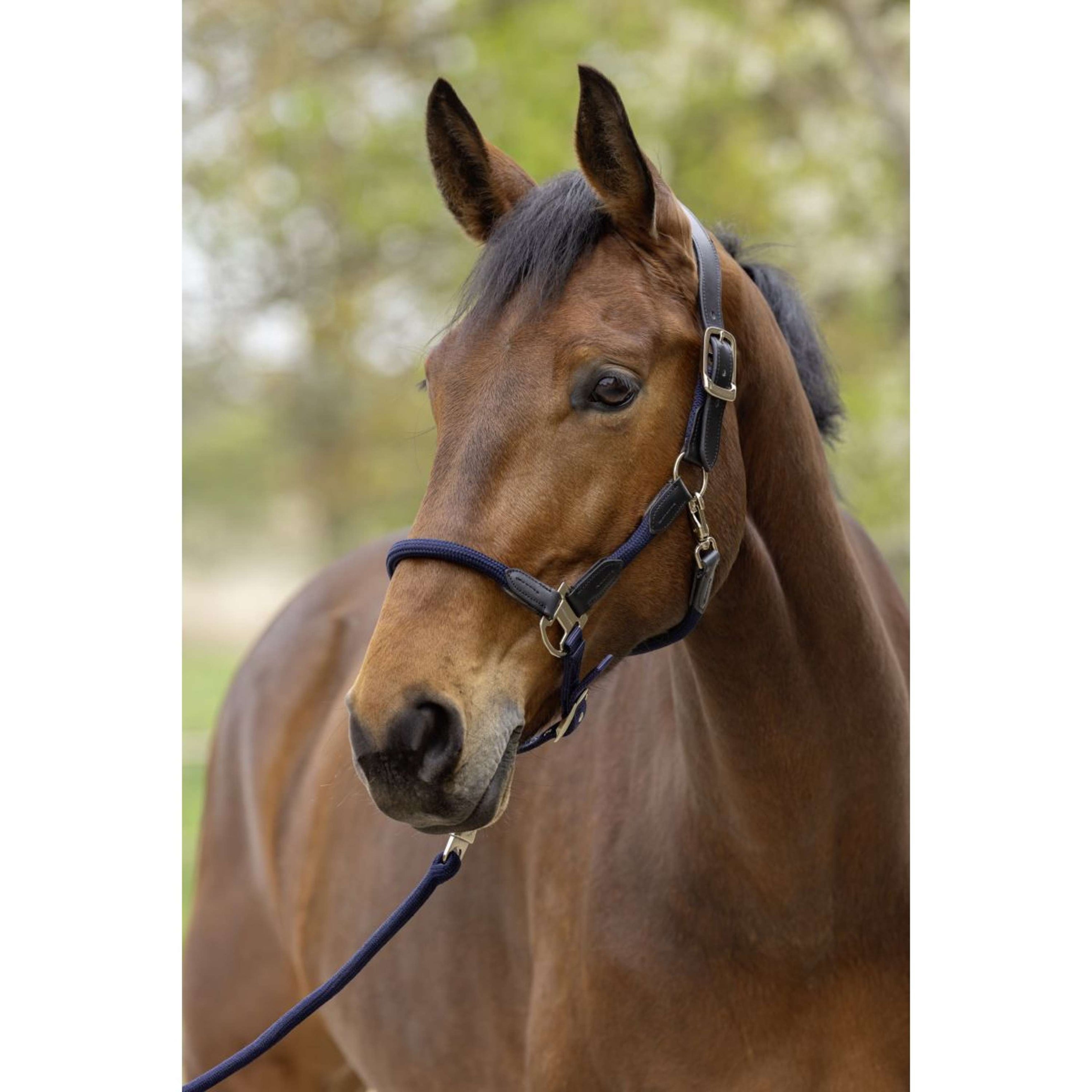 Covalliero Halfter SS26 Dunkle Navy Covalliero Halfter SS26 Dunkle Navy