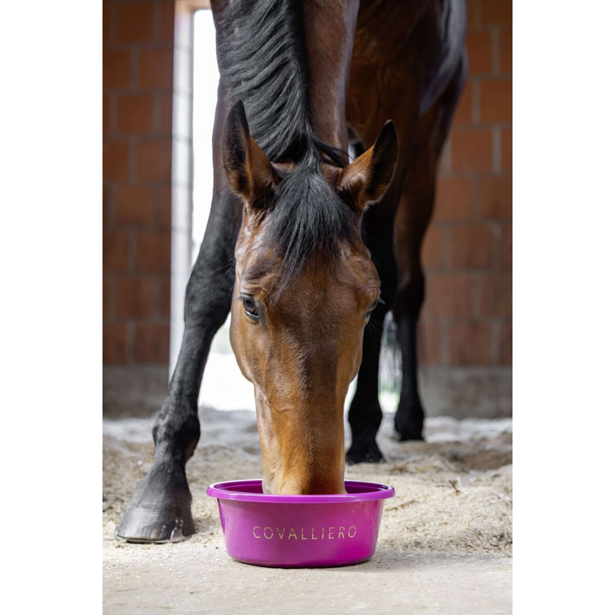 Covalliero Futtertrog SS26 Light Berry