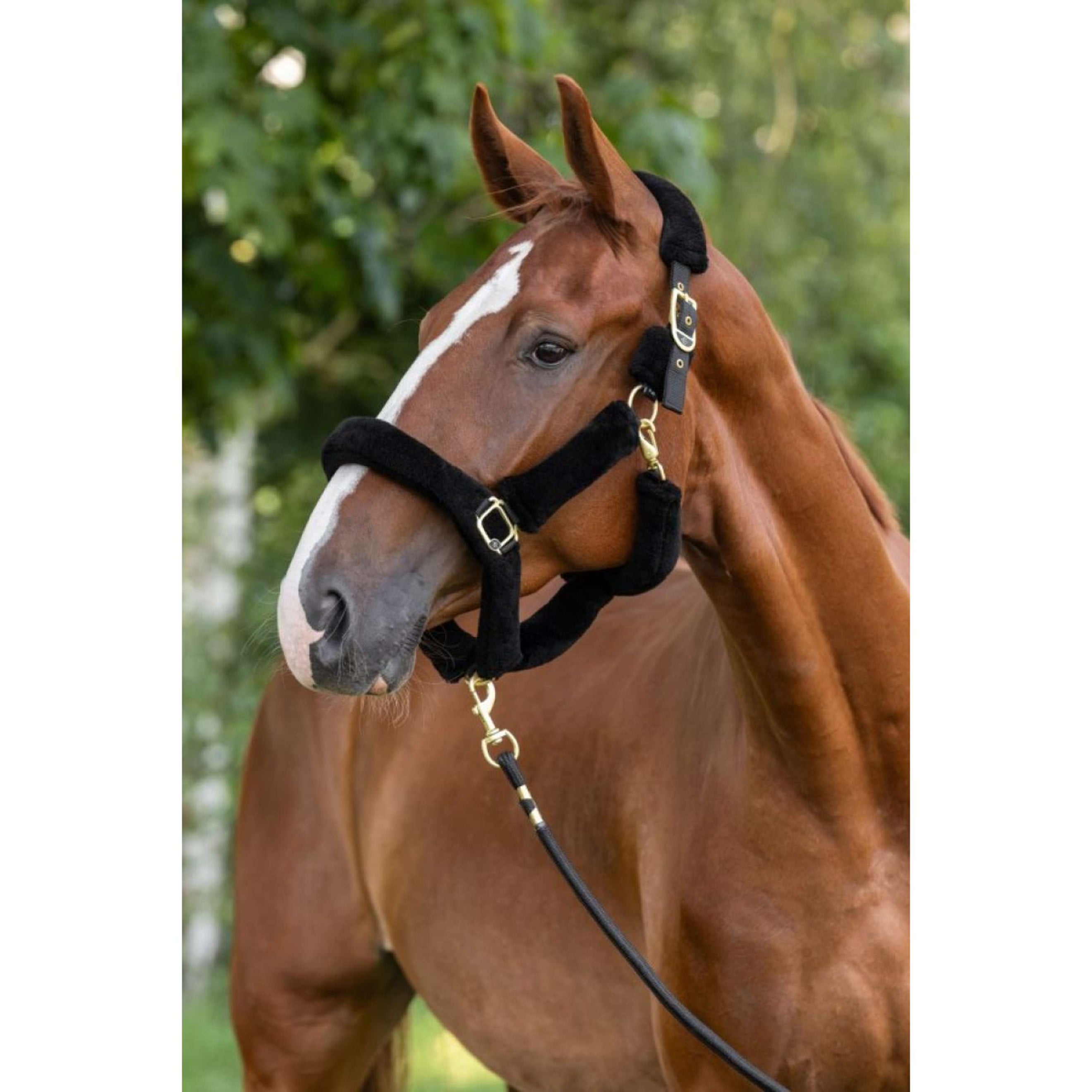Covalliero Halfter Supersoft 2.0 Schwarz Covalliero Halfter Supersoft 2.0 Schwarz