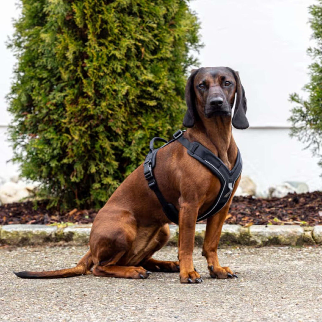 Kerbl Hundegeschirr Dallas Schwarz