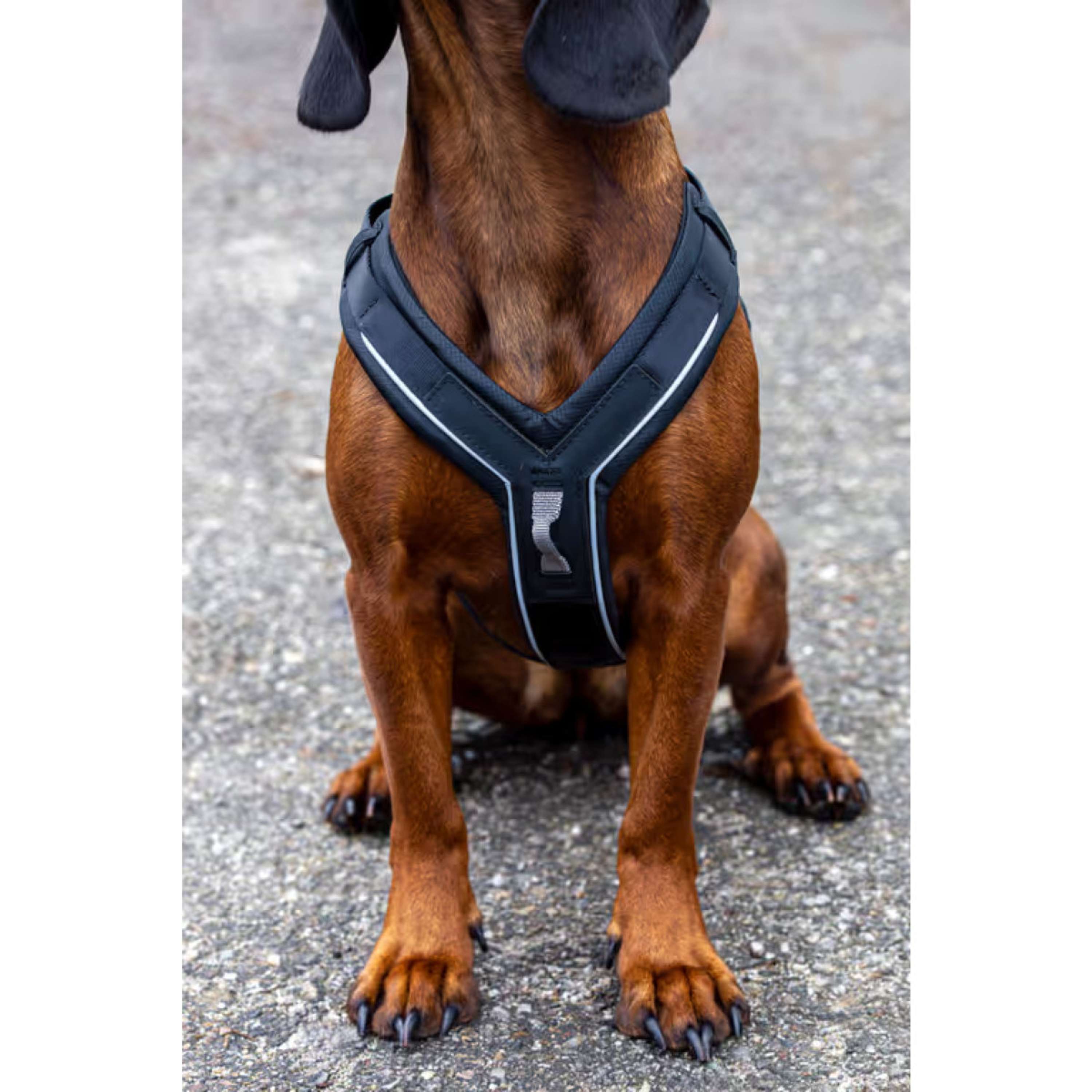 Kerbl Hundegeschirr Dallas Schwarz