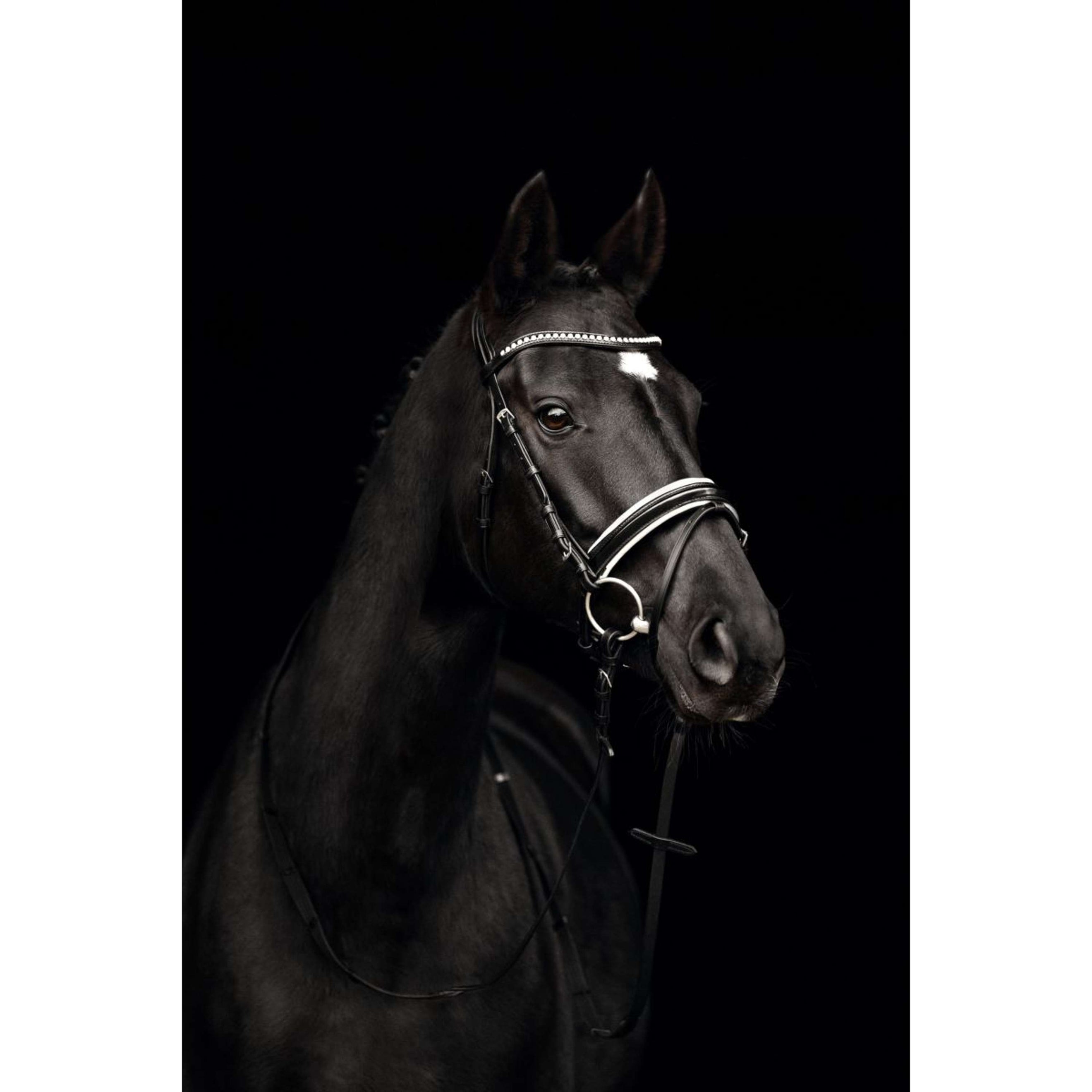 Kieffer Trense Comfort Paris Englischen Nasenriemen mit Sperriemen Schwarz/Weiß Kieffer Trense Comfort Paris Englischen Nasenriemen mit Sperriemen Schwarz/Weiß