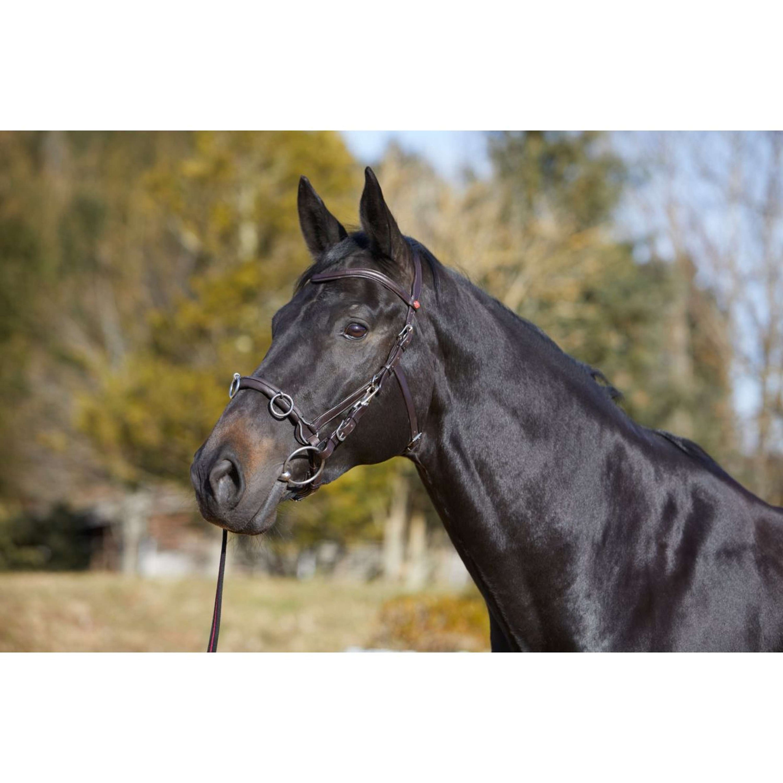 Kieffer Kapzaum Utrasoft Schwarz