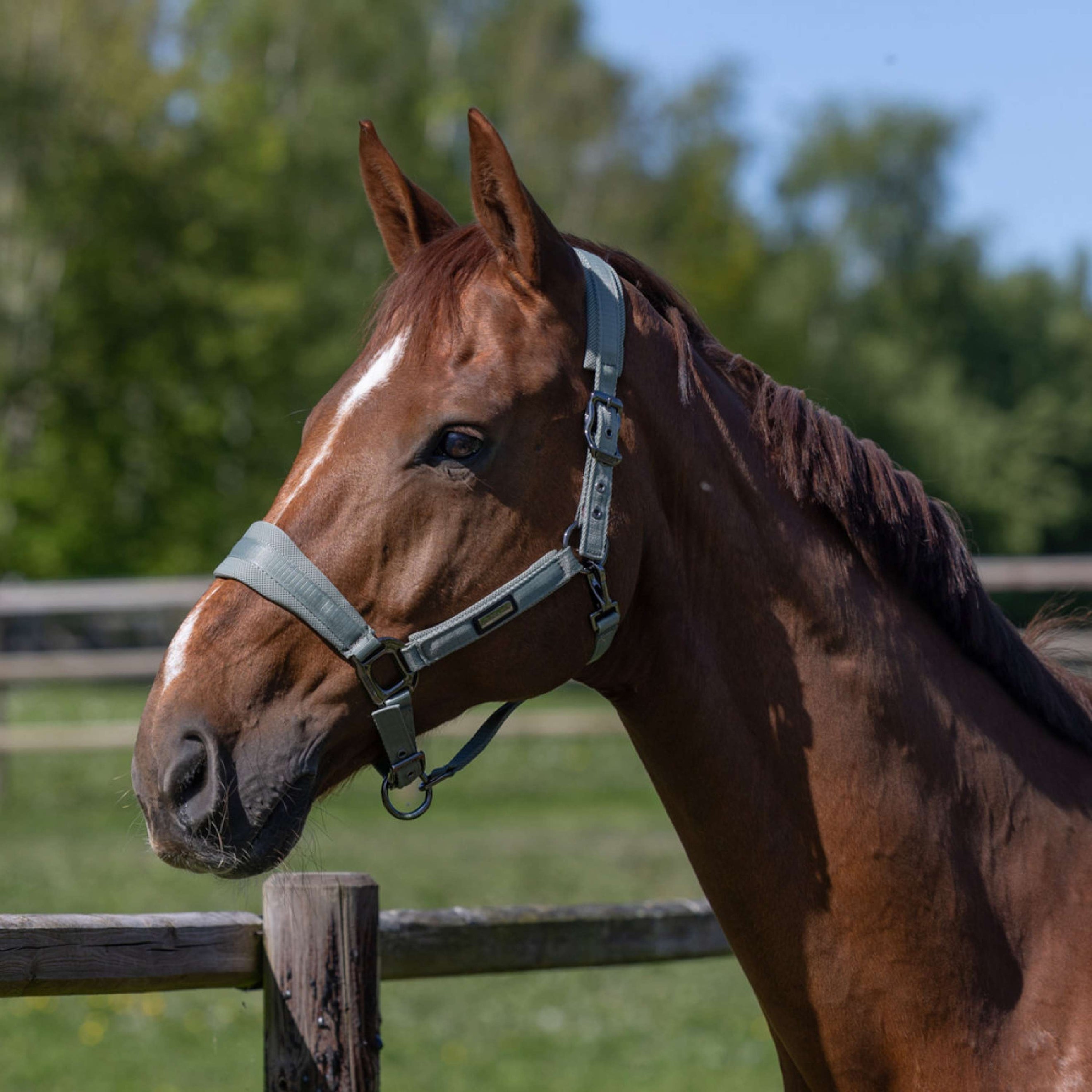 Kingsland Halfterset KLLucca Green Agave Kingsland Halfterset KLLucca Green Agave