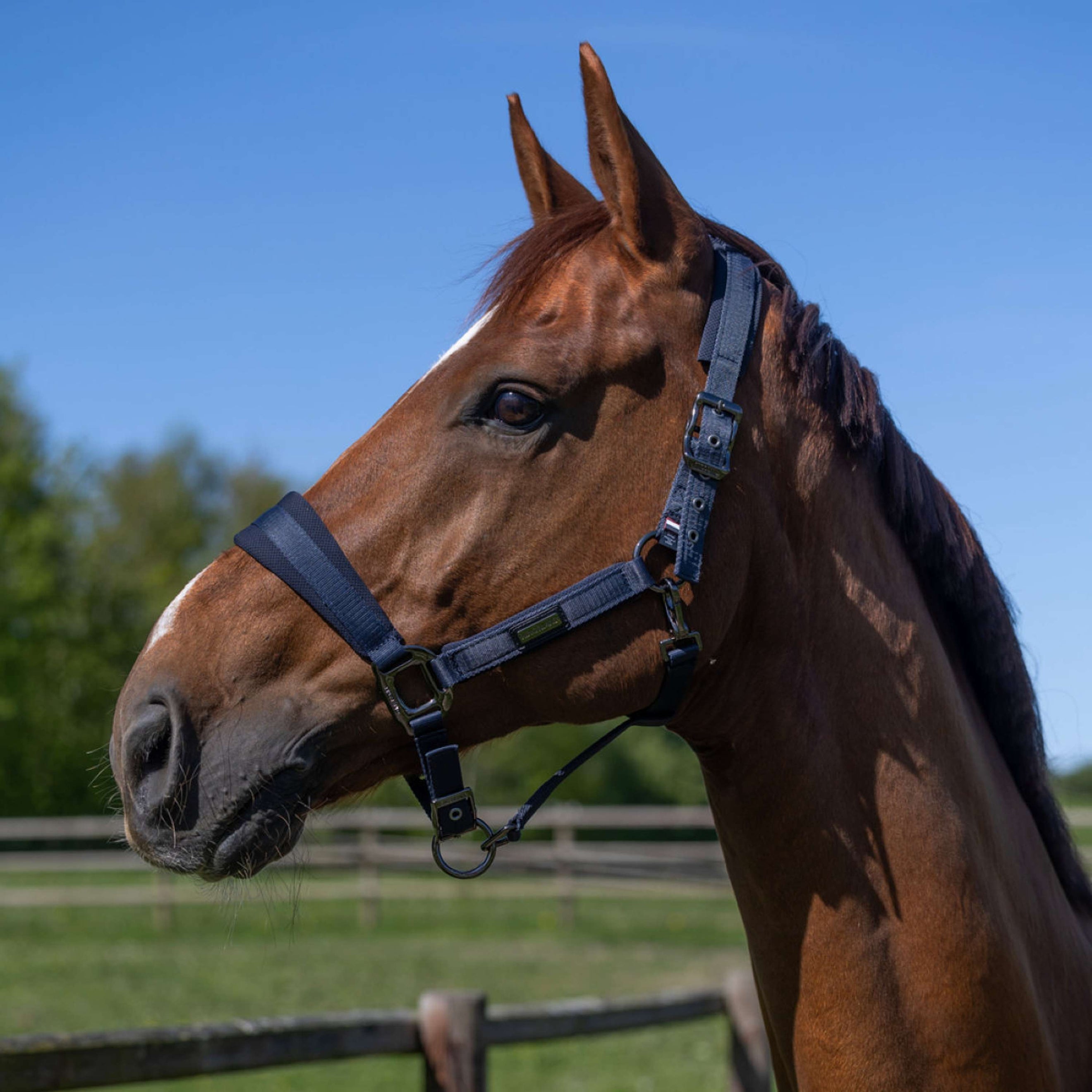 Kingsland Halfterset KLLucca Navy Kingsland Halfterset KLLucca Navy