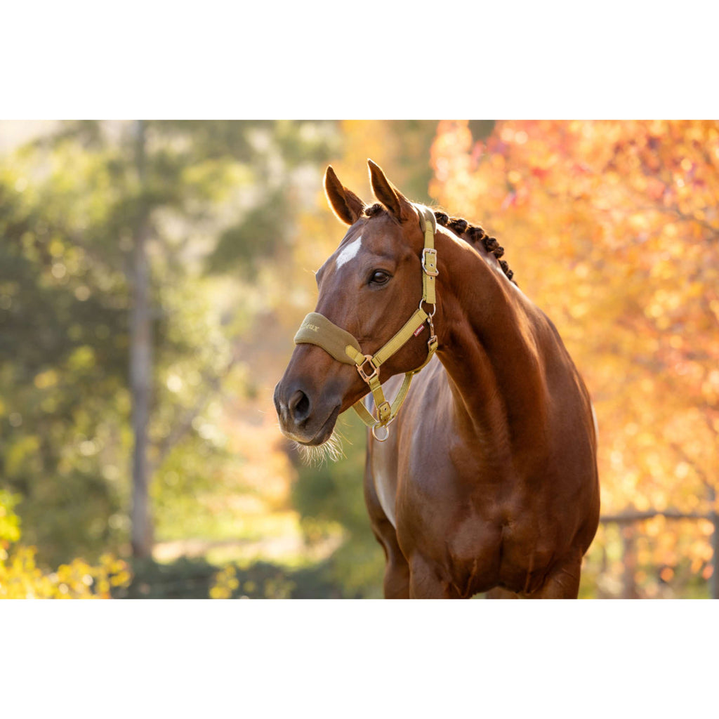 LeMieux Halfterset Vogue Gooseberry
