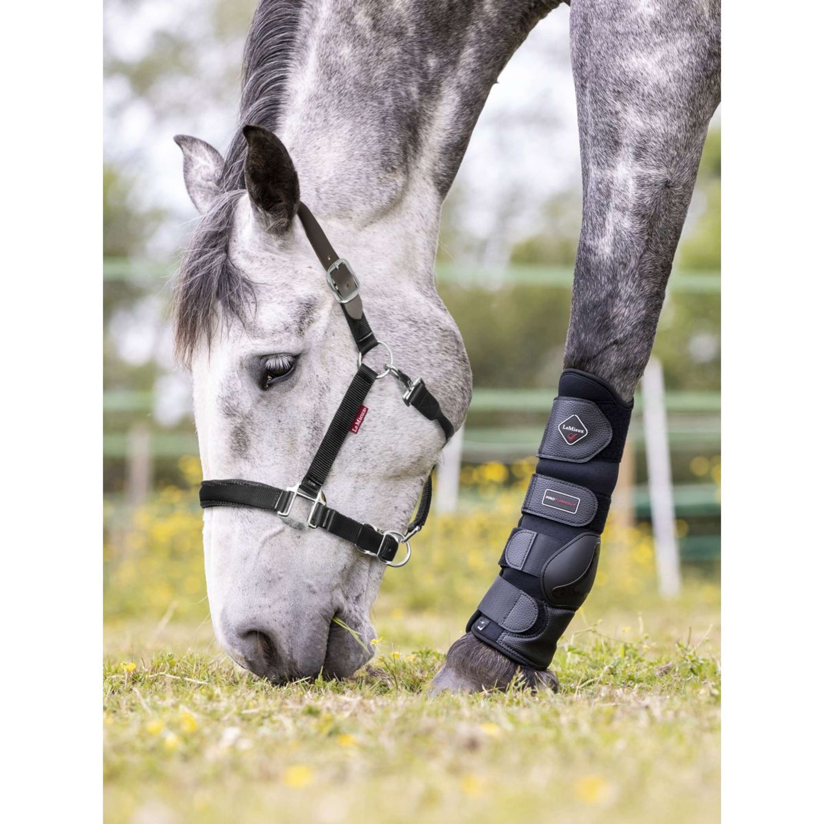 LeMieux Halfter Break Away Schwarz LeMieux Halfter Break Away Schwarz