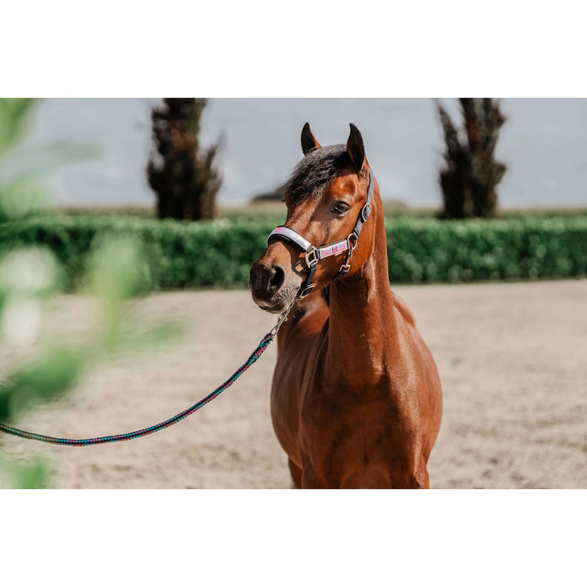 Red Horse Halfterset Akira Holographic