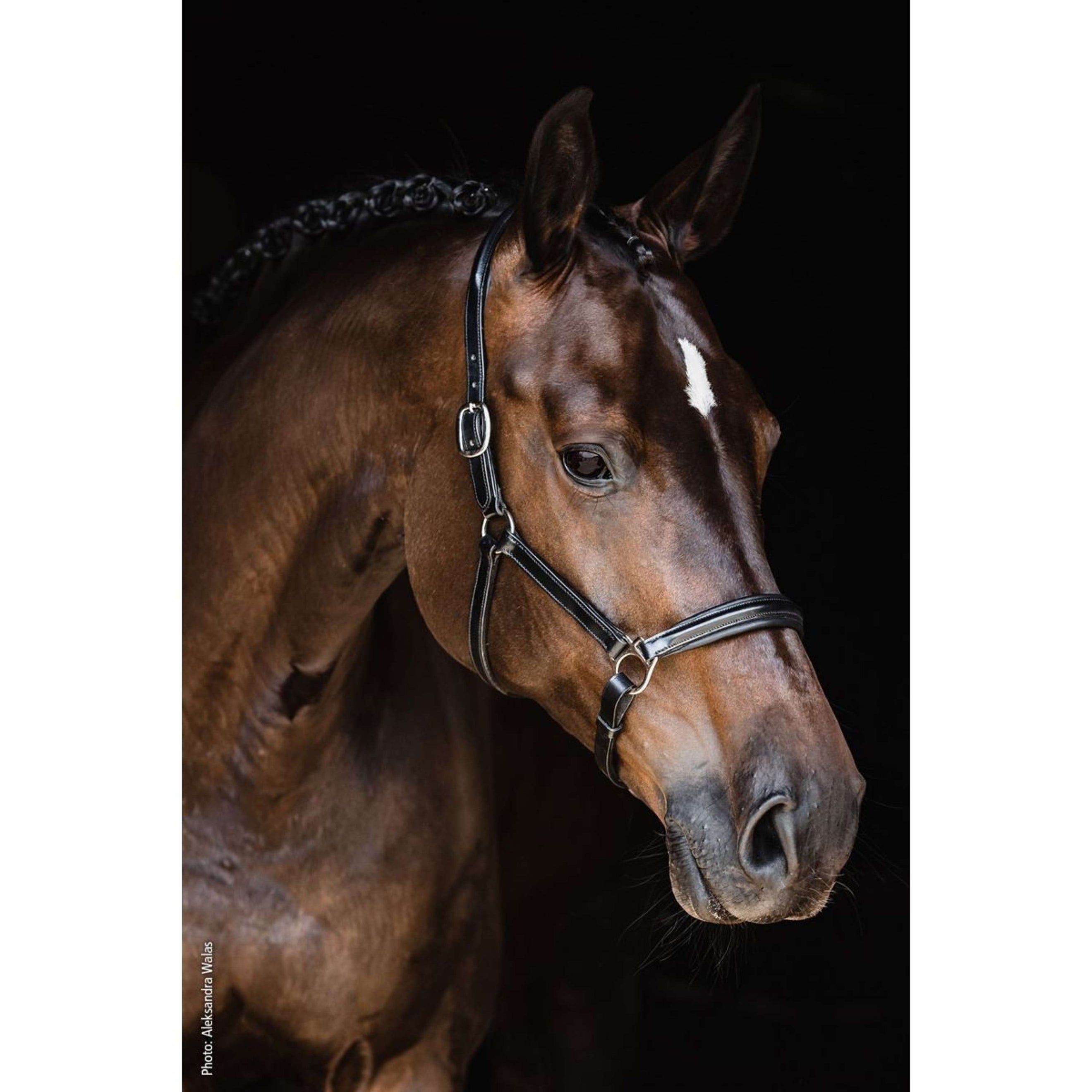 Schockemöhle Halfter Ulm Pro Schwarz/Silber Schockemöhle Halfter Ulm Pro Schwarz/Silber