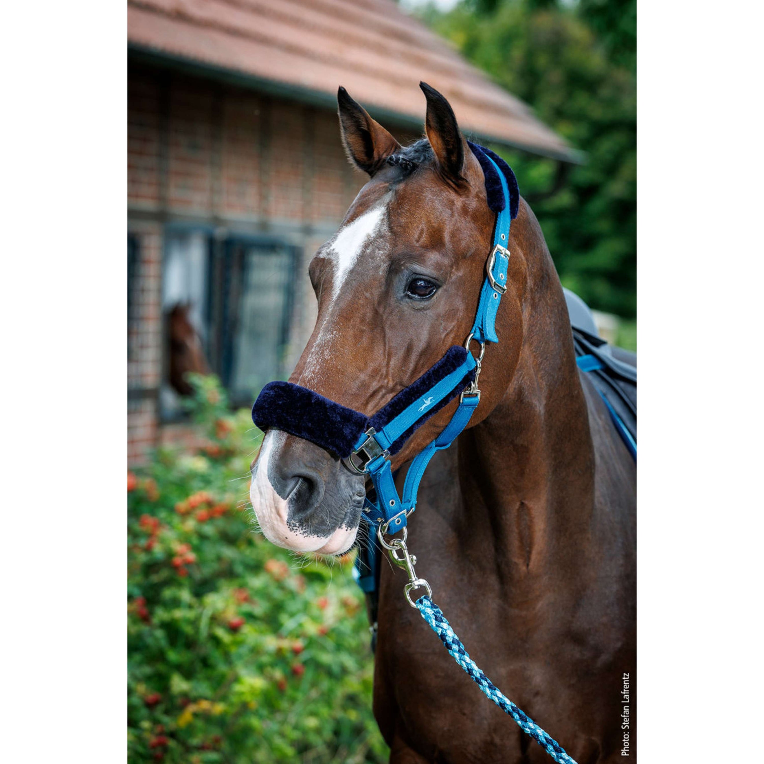 Schockemöhle Halfter SP Melbourne Soft Style Colonial Blue