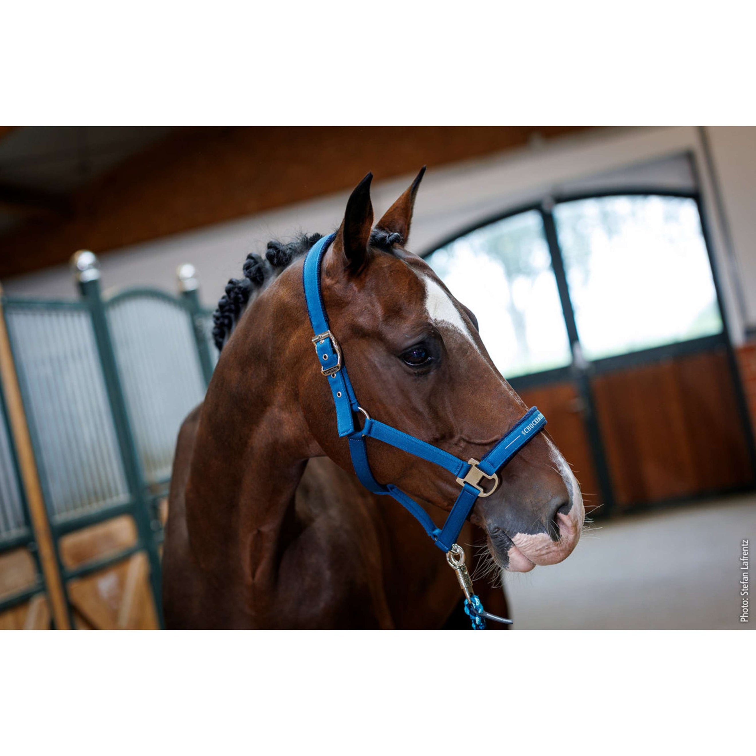 Schockemöhle Halfter SP Memphis Style III Colonial Blue Schockemöhle Halfter SP Memphis Style III Colonial Blue