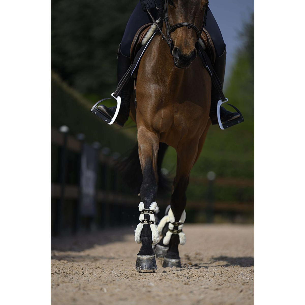 Veredus Streichkappen Carbon Gel Absolute Save the Sheep Rear Schwarz