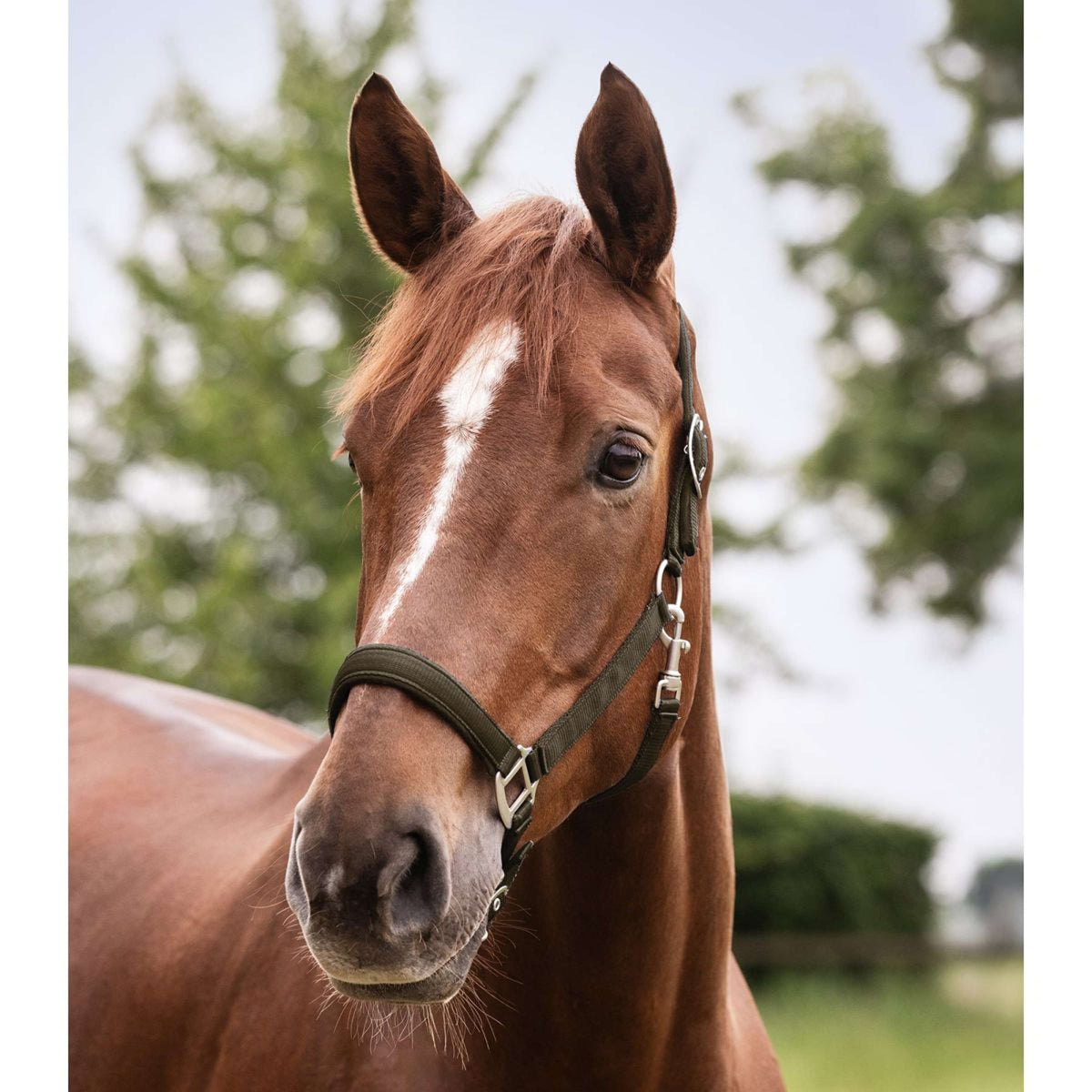 Waldhausen Halfter Perlon Satin Grün/Braun