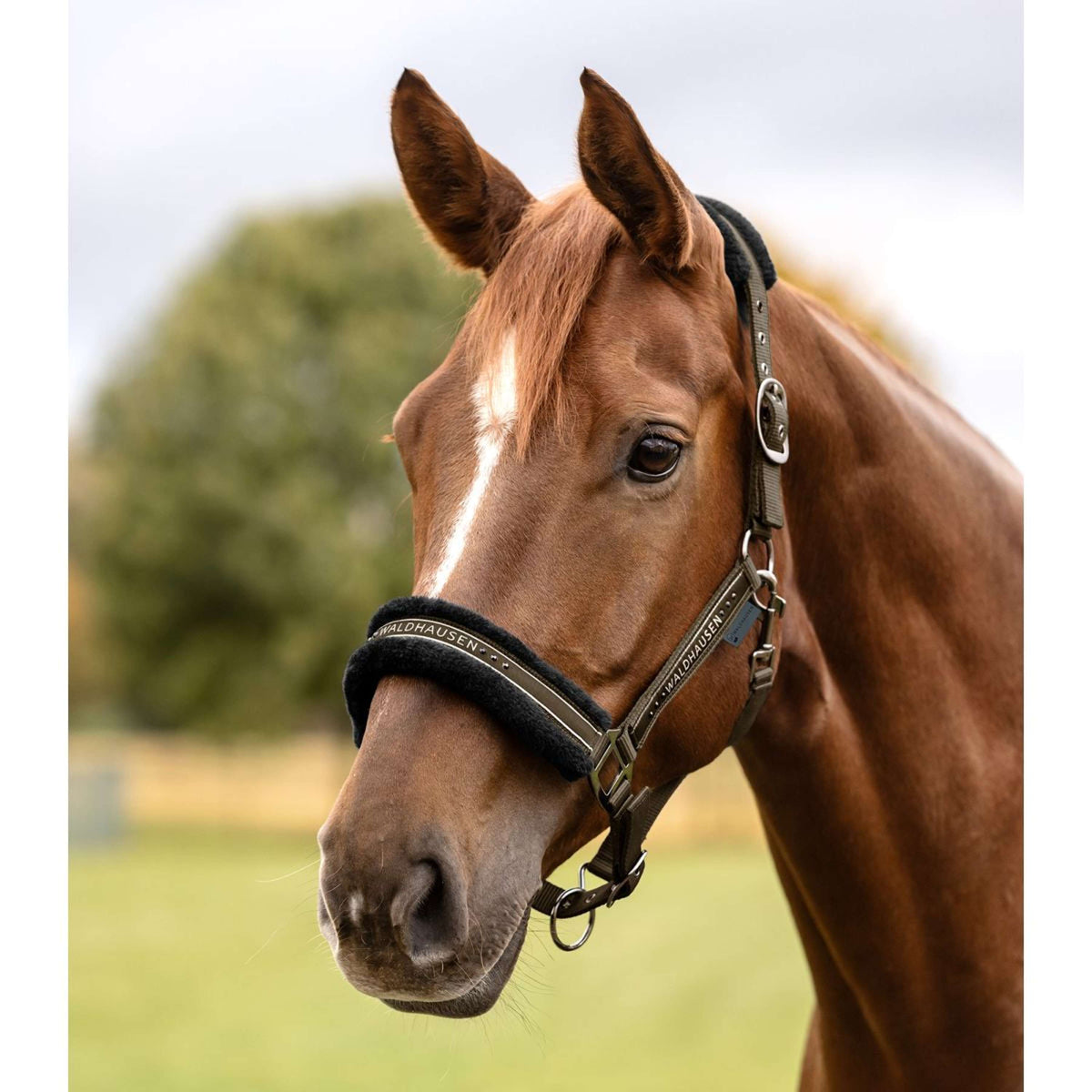 Waldhausen Halfter Elegant Grün/Braun