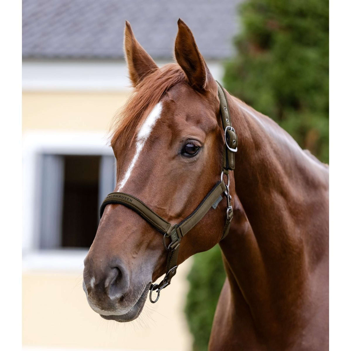 Waldhausen Halfter Athletic Grün/Braun