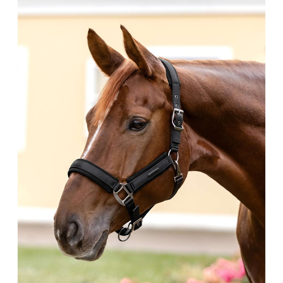 Waldhausen Halfter Soft Touch Schwarz