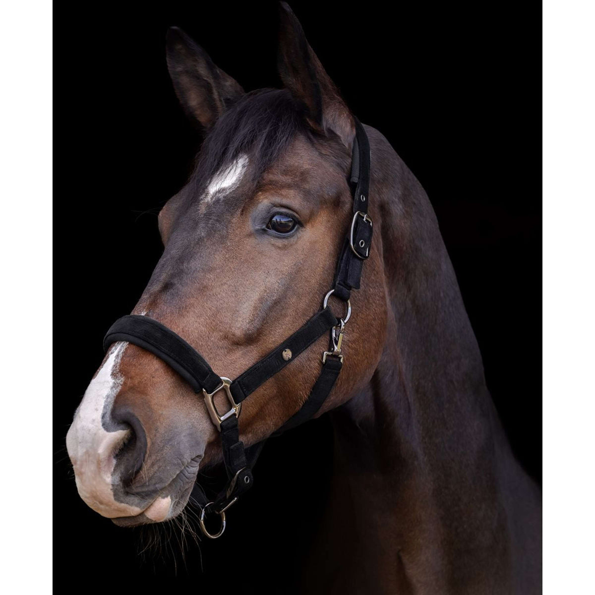 Waldhausen Halfter St. Gallen Schwarz