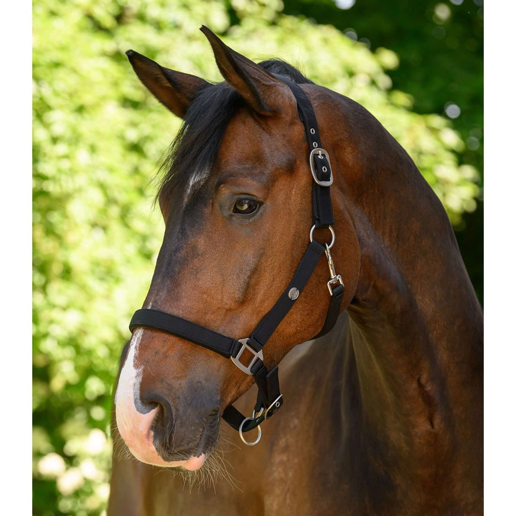 Waldhausen Halfter Trinidad Schwarz