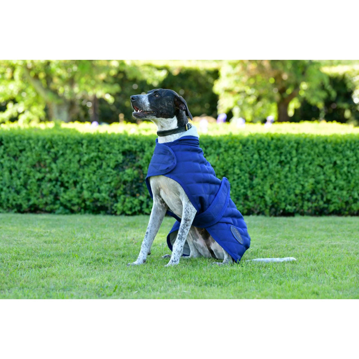 Weatherbeeta Hundedecke Comfitec Deluxe Diamond Quilt Navy