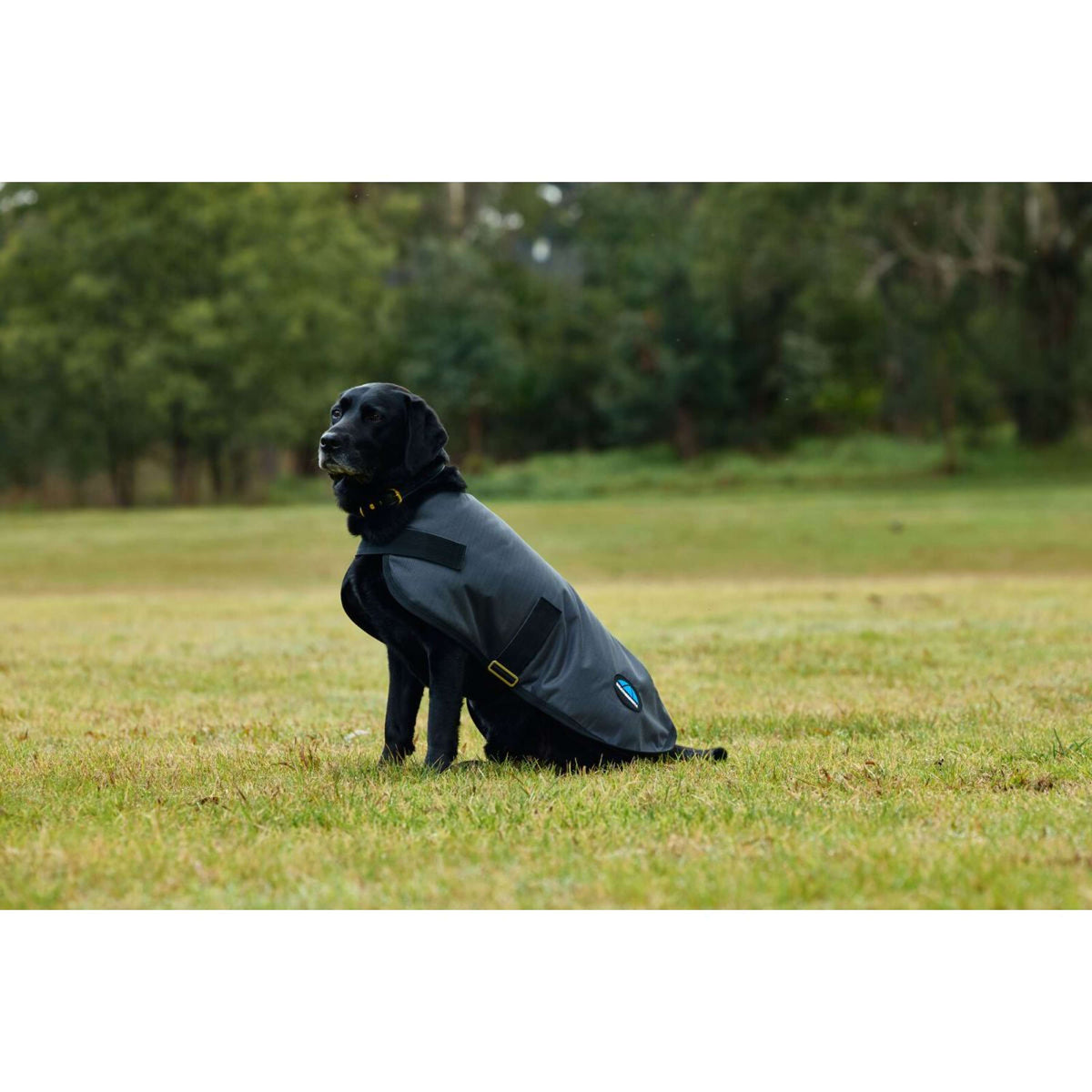 WeatherBeeta Hundedecke ComFiTec Classic Waterproof Kohle