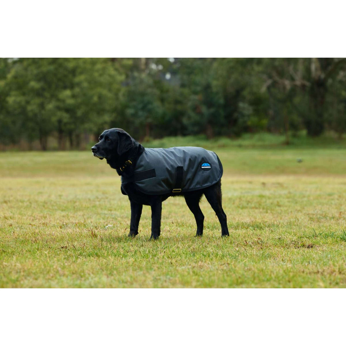 WeatherBeeta Hundedecke ComFiTec Classic Waterproof Kohle