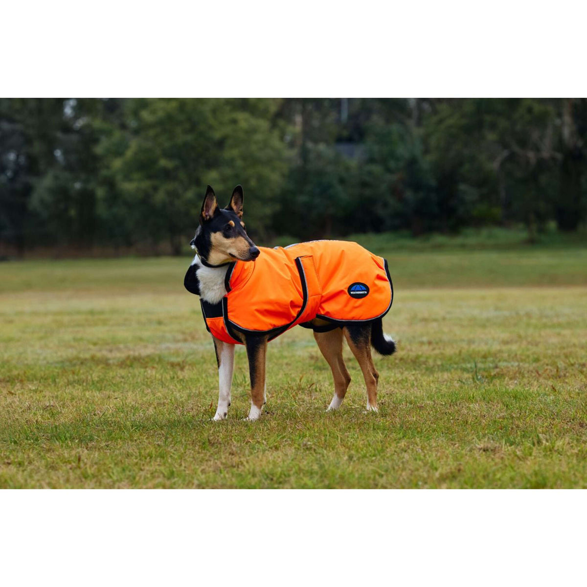 WeatherBeeta Hundedecke ComFiTec Reflective 300D Deluxe Showerproof Orange