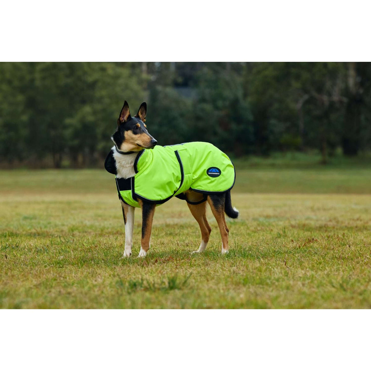 WeatherBeeta Hundedecke ComFiTec Reflective 300D Deluxe Showerproof Gelb