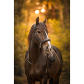 F.R.A. Gebisslose Trense Moonlight Schwarz